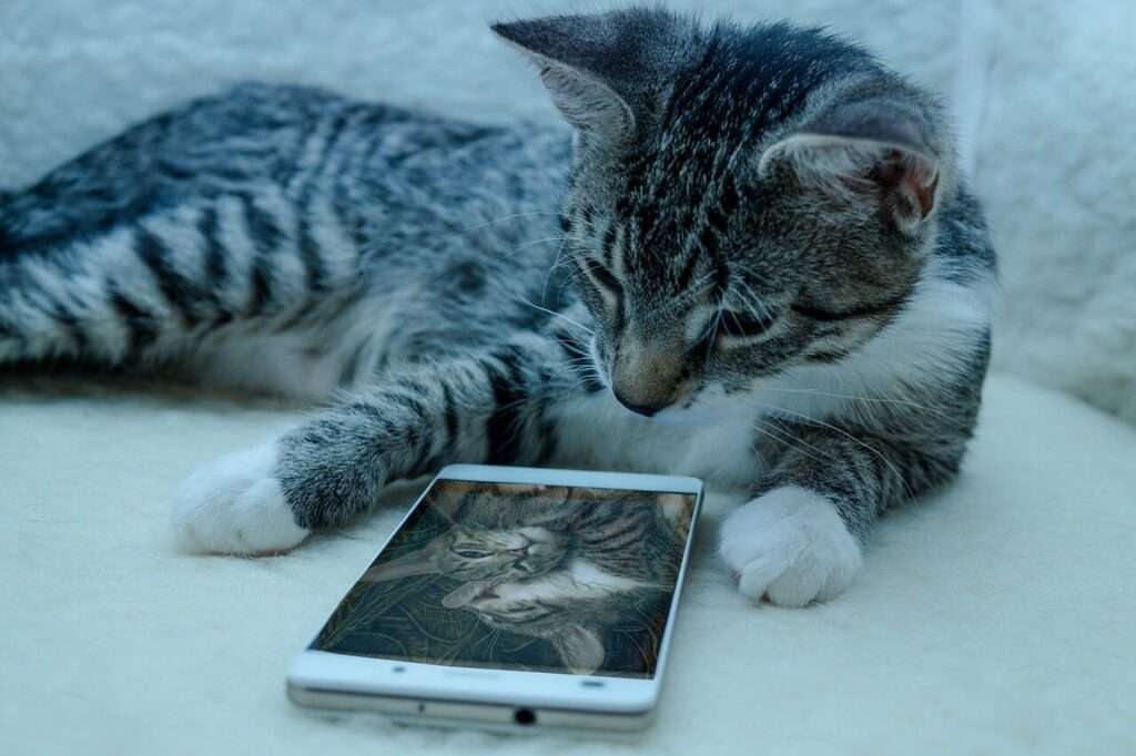 Miért a macskák az internet sztárjai